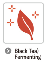 紅茶）発酵工程