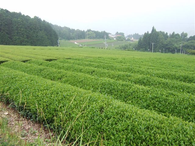 0627haruno_tyaenn001.jpg