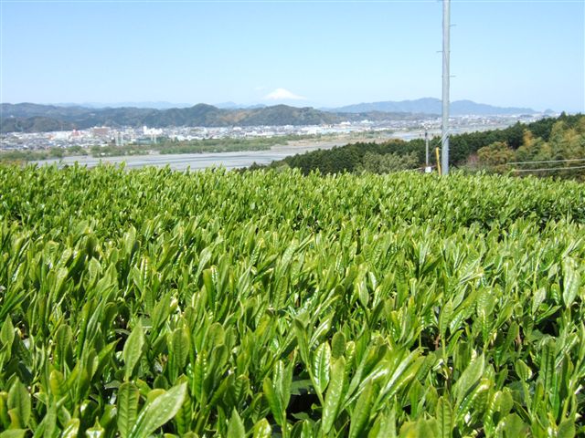 070414simada_hatukura_saiteki_R.jpg