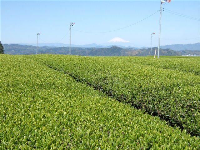 070414simada_hatukura_tyaen_R.jpg