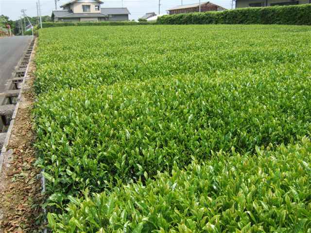 070531_kakegawa_naityaenn2_001_R.jpg
