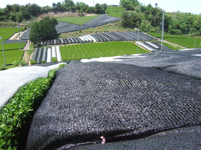 20070511_yamatotya_hifuku001_R.jpg