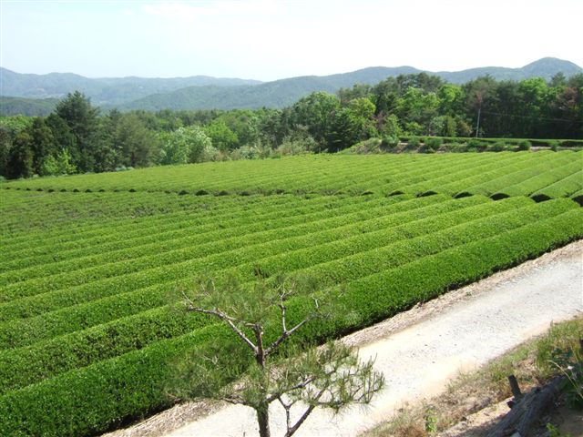 20070513_005_R.jpg