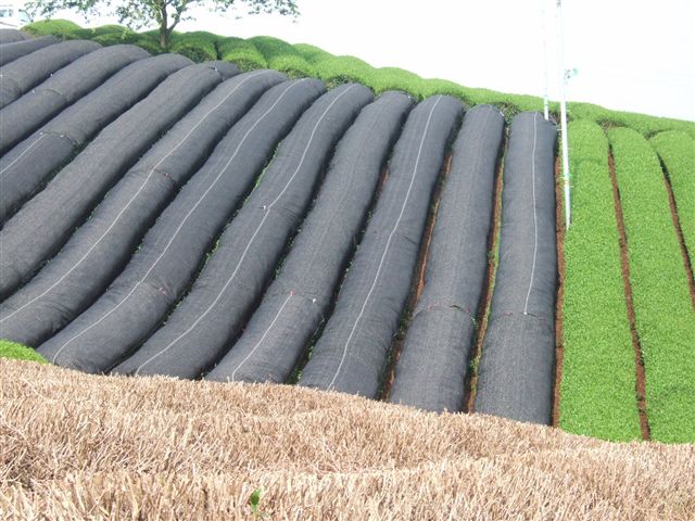 20070710_kyoto_004.jpg