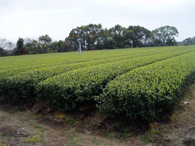 20080403-002-003_R.jpg
