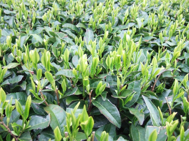 img/20080409-4.jpg
