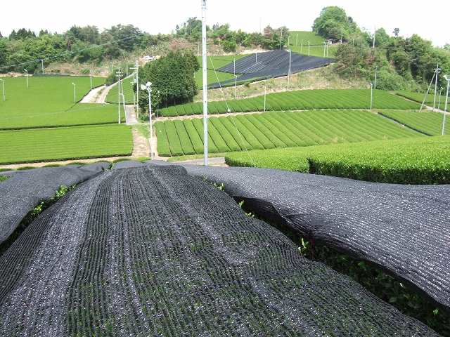 20080509-2.jpg