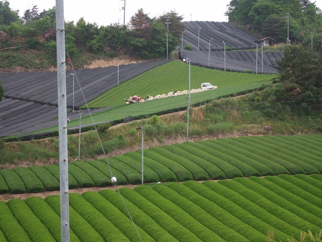 20080509-1.jpg