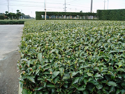 20090303-9jpg