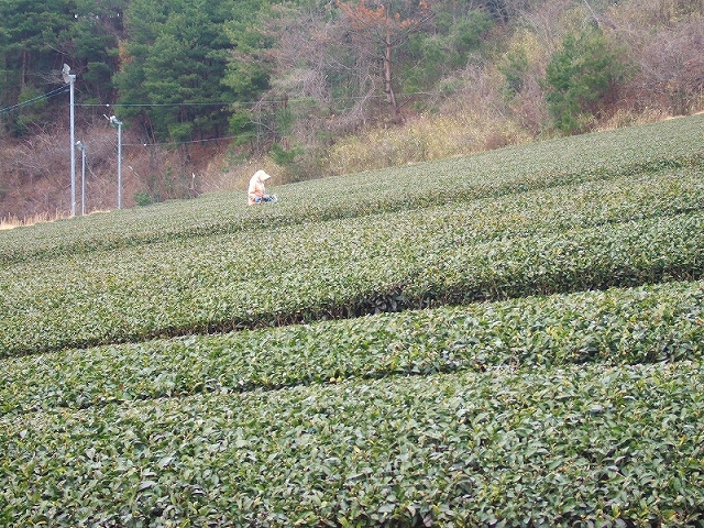 20090306-1.jpg