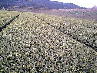 20090309-1.jpg