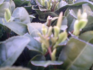 20090309-2.jpg