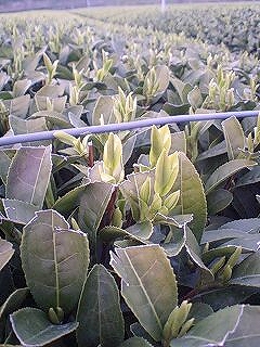 20090309-3.jpg