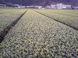 20090309-5.jpg