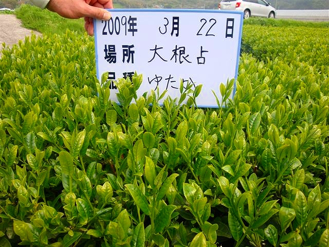 20090322-10.jpg