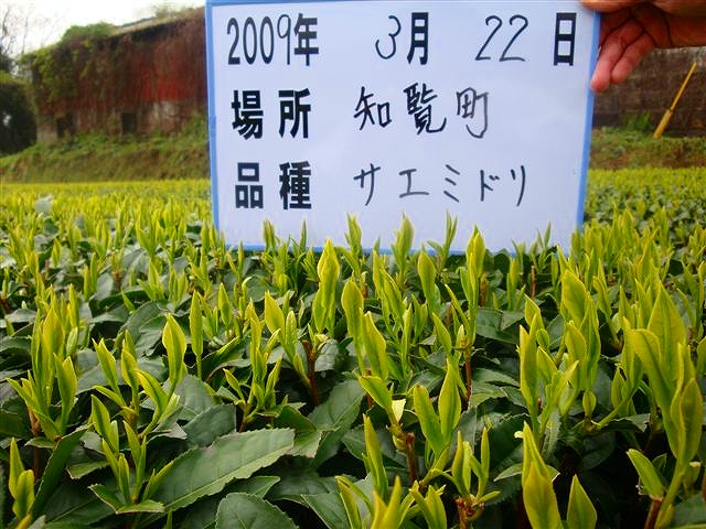 20090322-12.jpg