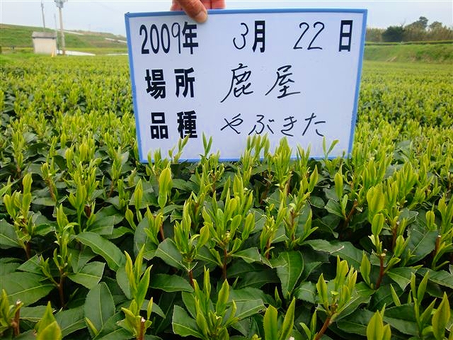 20090322-6.jpg
