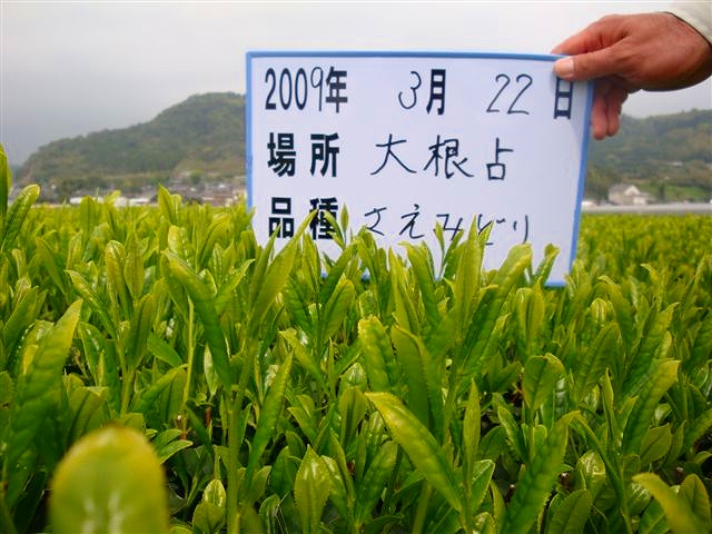20090322-9.jpg