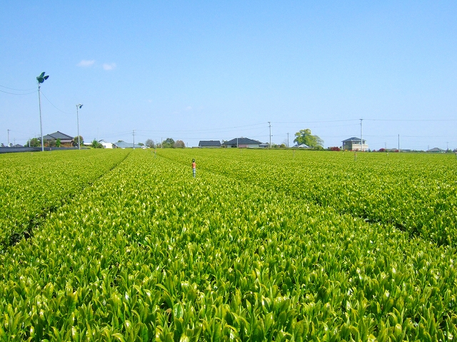 20090402-1.jpg