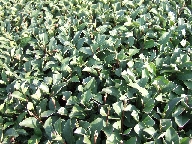 201002-2.jpg