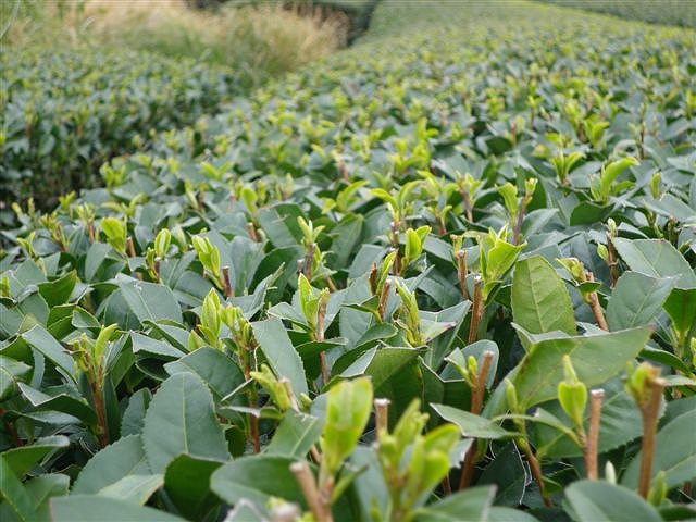 img/20100207-2.jpg