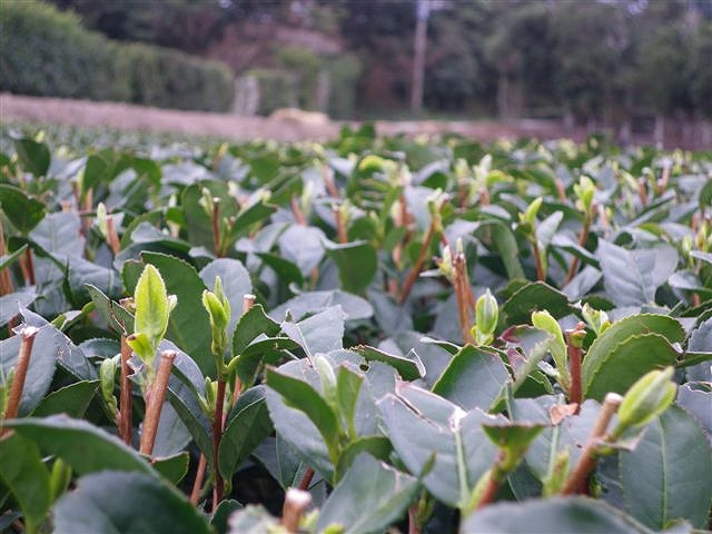 img/20100207-3.jpg
