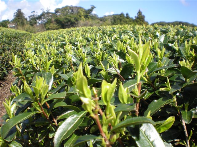 img/20100224-2.jpg
