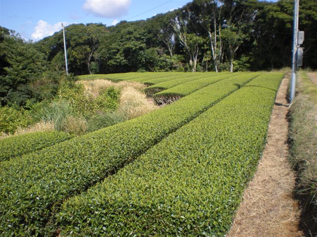img/20100224-4.jpg