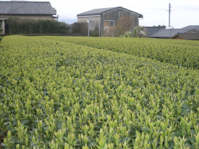 2010030501.jpg