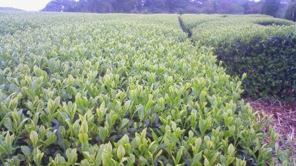 img/2010030802.jpg