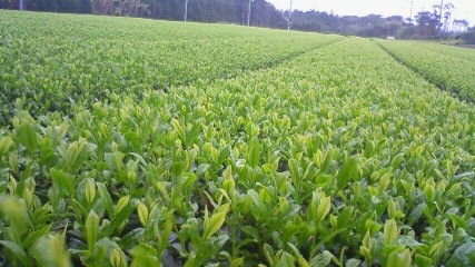 img/2010030805.jpg