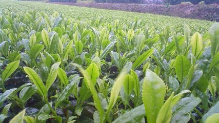 img/2010030806.jpg