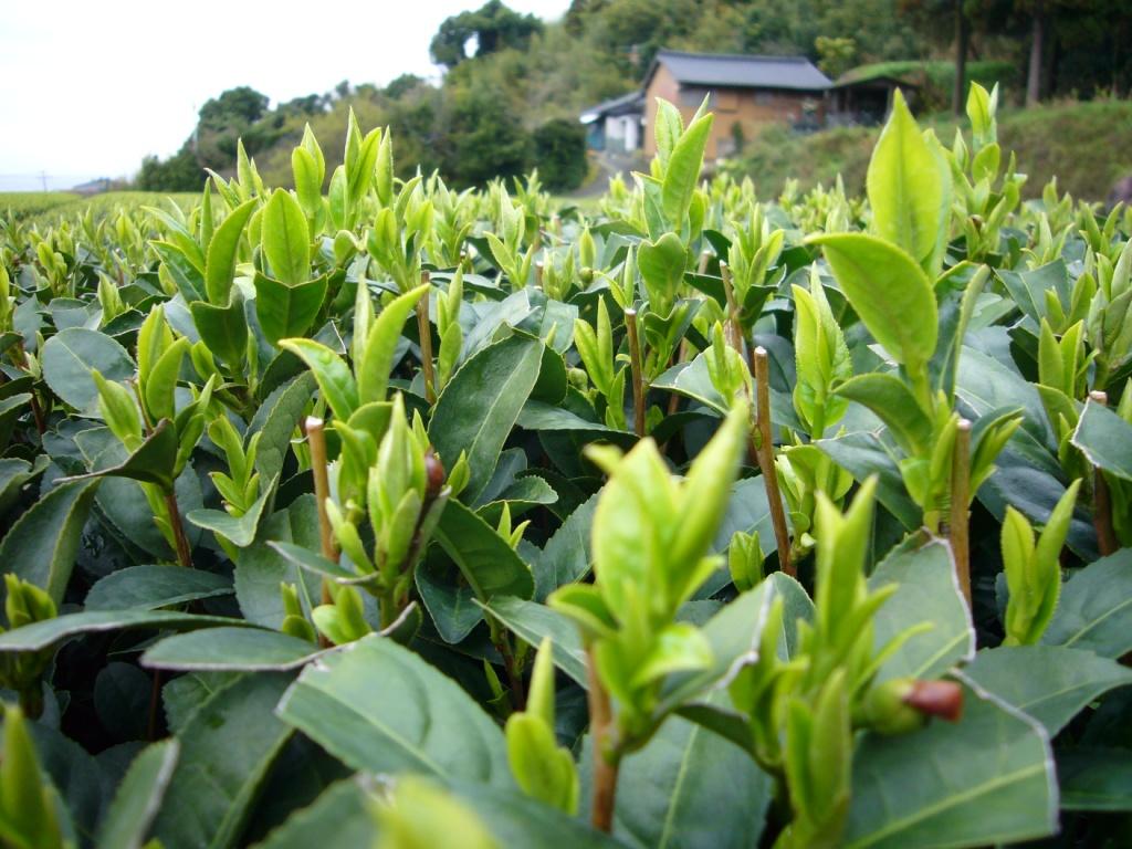 2010031004.jpg