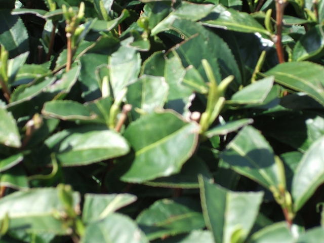 2010031704.jpg