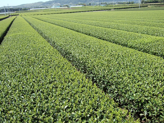2010031712.jpg