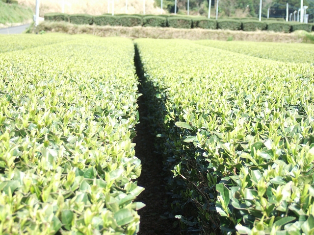 2010031714.jpg