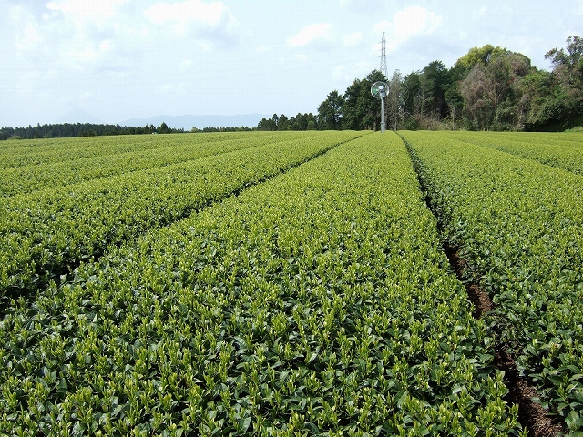 2010031801.jpg