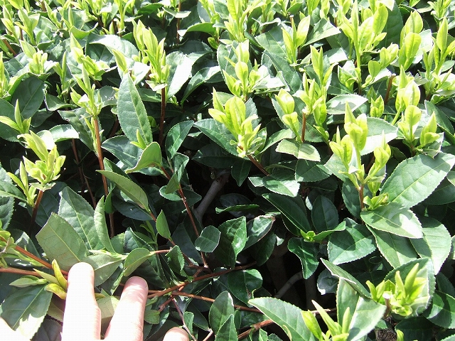 2010031803.jpg