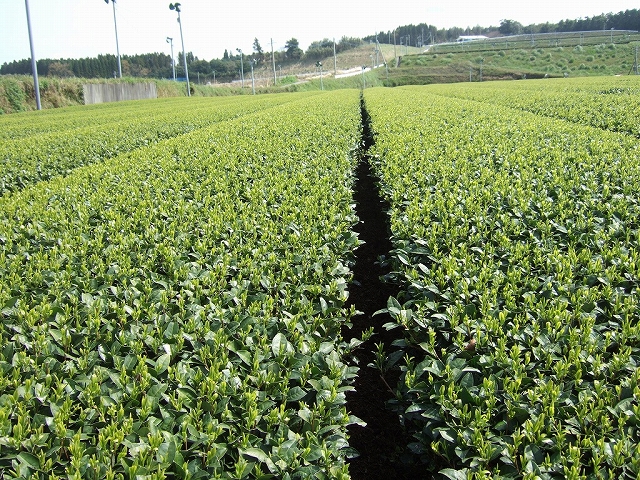2010031805.jpg