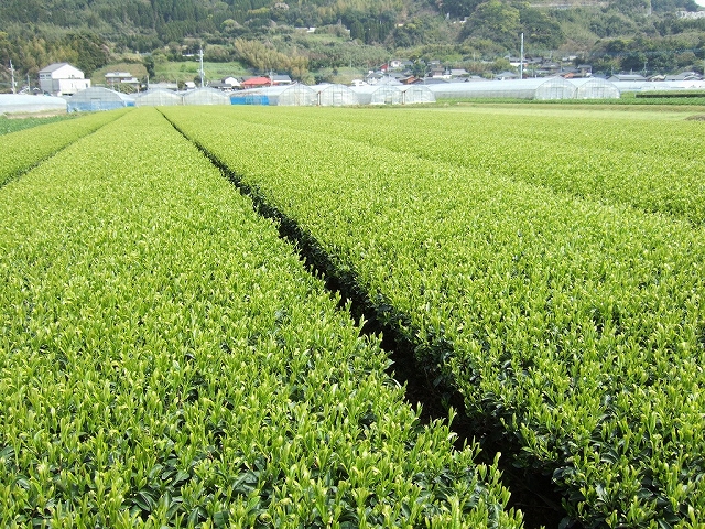 2010031808.jpg