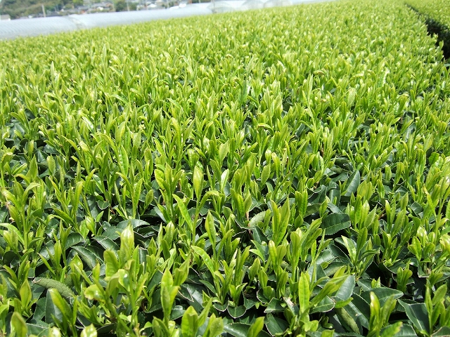 2010031809.jpg