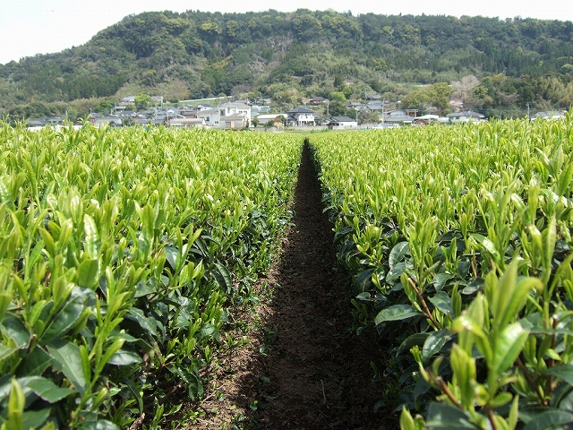 2010031811.jpg