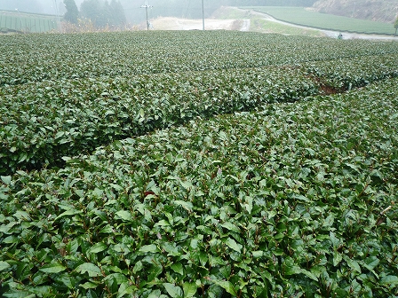 2010032402.jpg