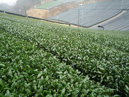 2010032411.jpg