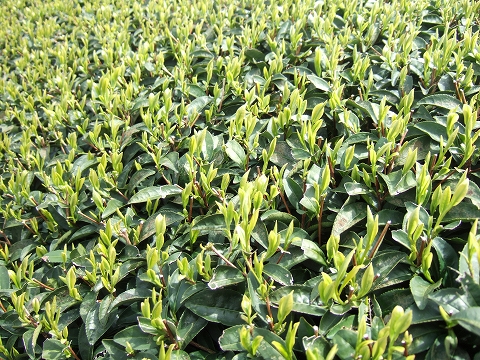 2010032902.jpg