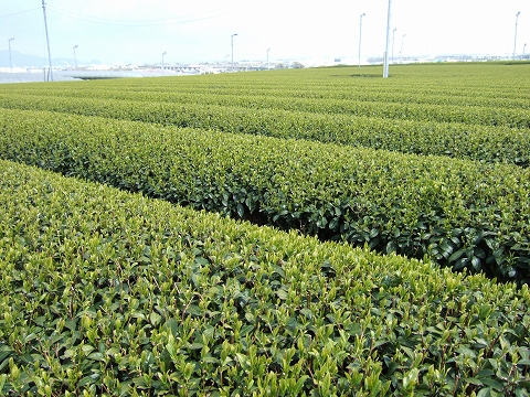 2010032904.jpg