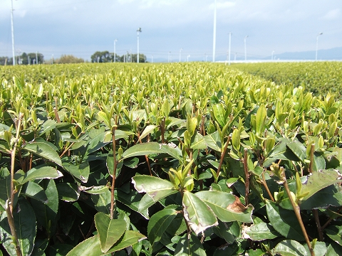 2010032907.jpg