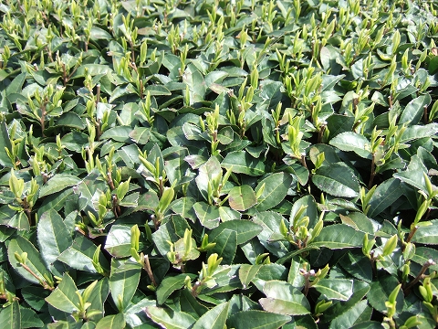 2010032909.jpg