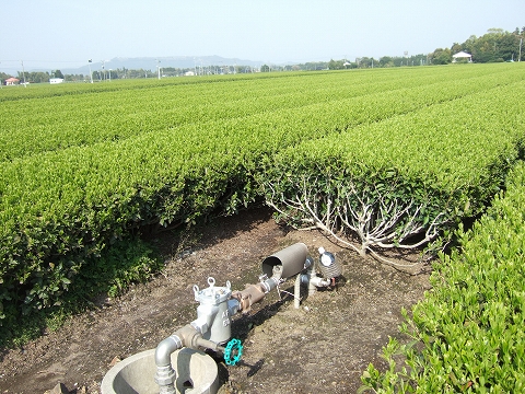 2010040302.jpg