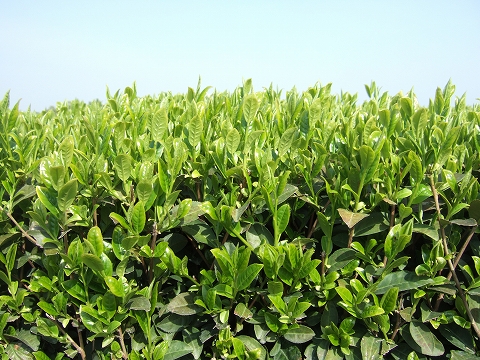 2010040305.jpg